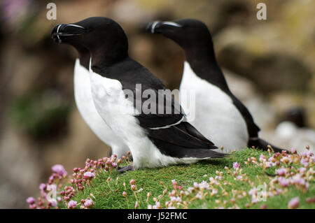 Gruppe von Tordalken hocken auf den Klippen - Saltee Inseln, Irland Stockfoto