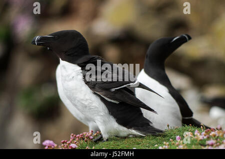 Gruppe von Tordalken hocken auf den Klippen - Saltee Inseln, Irland Stockfoto