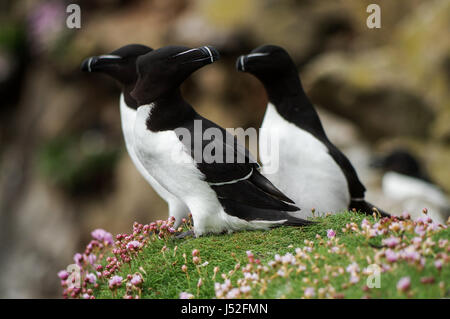 Gruppe von Tordalken hocken auf den Klippen - Saltee Inseln, Irland Stockfoto