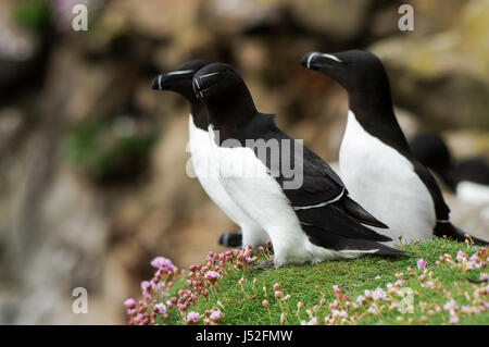 Gruppe von Tordalken hocken auf den Klippen - Saltee Inseln, Irland Stockfoto