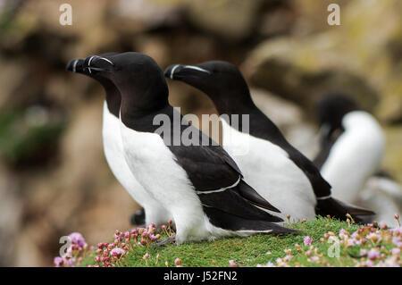 Gruppe von Tordalken hocken auf den Klippen - Saltee Inseln, Irland Stockfoto