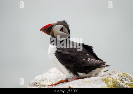 Niedlichen Papageientaucher thront auf einem Felsen - Saltee Insel, Irland Stockfoto