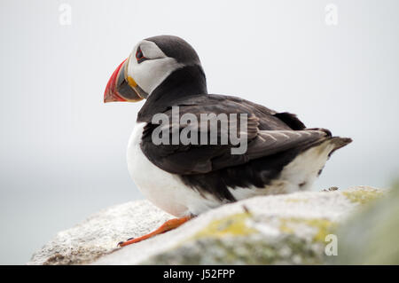 Niedlichen Papageientaucher thront auf einem Felsen - Saltee Insel, Irland Stockfoto