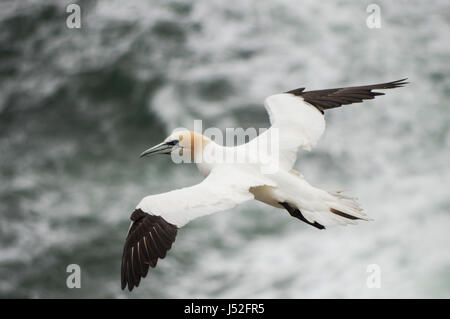 Basstölpel im Flug - Saltee Inseln, Irland Stockfoto