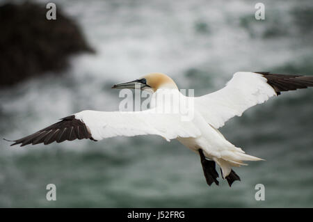 Basstölpel im Flug - Saltee Inseln, Irland Stockfoto