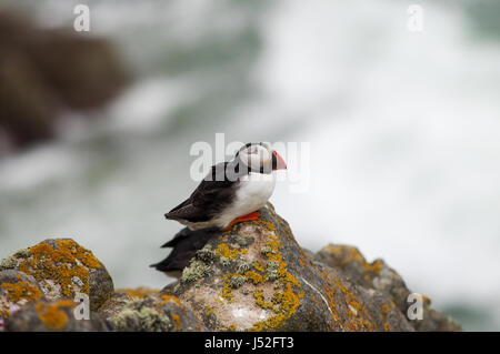 Papageientaucher hocken auf Felsen - Saltee Inseln, Irland Stockfoto