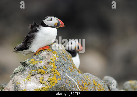 Paar Papageitaucher thront auf einem Felsen - Saltee Inseln, Irland Stockfoto