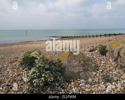 Seekohl wächst am Kiesstrand Stockfoto