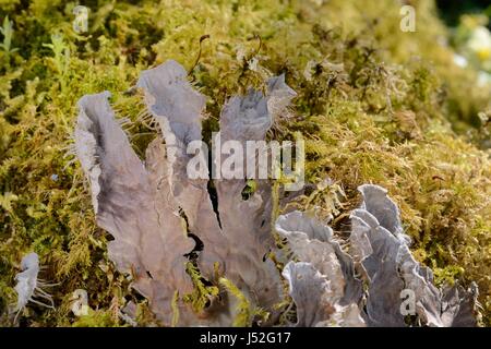 Hund-Flechten (Peltigera Membranacea) wächst auf einem moosbewachsenen Baumstamm in alten Atlantischen Wald, Knapdale Forest, Argyll, Schottland, UK, Mai. Stockfoto