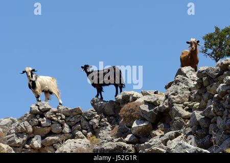 Drei Hausziegen (Capra Hircus) stehen in einer kühlenden Brise auf einer Bergkuppe Steinmauer, Kreta, Griechenland, Juli. Stockfoto