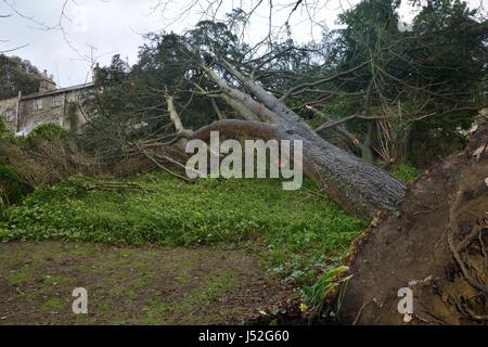 Deodar Zeder (Cedrus Deodara) in einem Sturm, lehnt sich an ein Haus, Wiltshire UK, März 2016 umgeweht. Stockfoto