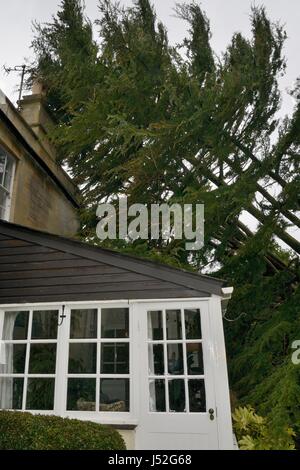 Deodar Zeder (Cedrus Deodara) in einem Sturm, lehnt sich an ein Haus, Wiltshire UK, März 2016 umgeweht. Stockfoto