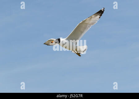 Pallas Möwe oder große Lachmöwe (Ichthyaetus Ichthyaetus) Erwachsene im Flug im Sommer Gefieder, Schwarzes Meer, Rumänien Stockfoto