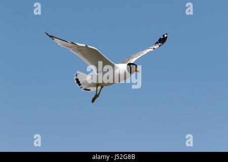 Pallas Möwe oder große Lachmöwe (Ichthyaetus Ichthyaetus) Erwachsene im Flug im Sommer Gefieder, Schwarzes Meer, Rumänien Stockfoto