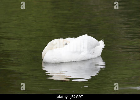 Höckerschwan (Cygnus Olor) Erwachsenen schlafen auf Wasser, Wroxham, Norfolk, England, UK Stockfoto