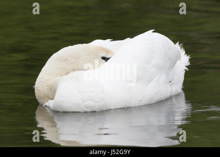 Höckerschwan (Cygnus Olor) Erwachsenen schlafen auf Wasser, Wroxham, Norfolk, England, UK Stockfoto