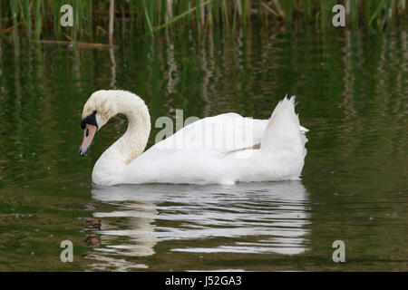 Höckerschwan (Cygnus Olor) Erwachsenen schwimmen auf Wasser, Wroxham, Norfolk, England, UK Stockfoto