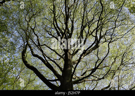 Baum in Ecclesall Woods Sheffield England im Frühjahr Alte Wälder Stockfoto