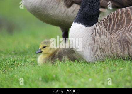 Eine Mutter Gans und ihre Gosling ruht auf einer Wiese Stockfoto