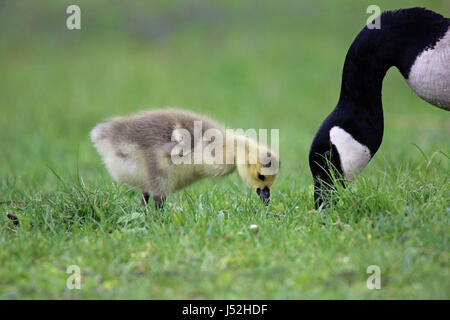 Eine Mutter Gans und ihr Baby gosling Beweidung in einer Wiese Stockfoto