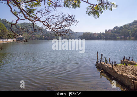 Eine Herde von Kormoranen auf dem See in Kandy, Sri Lanka Stockfoto