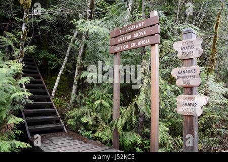 Anzeichen des Eingangs zum Avatar Grove, einem geschützten alten alten Waldbestands auf Vancouver Island, British Columbia, Kanada. Stockfoto