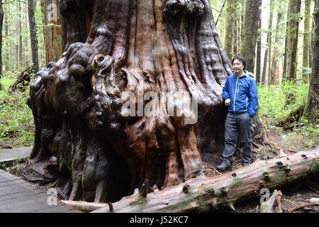 Ein Umweltschützer steht neben einem riesigen westliche rote Zeder in Avatar Grove, einem alten Waldbestands auf Vancouver Island, British Columbia, Kanada. Stockfoto