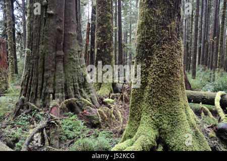 Alten westlichen Rot-Zedern in moosigen, alten Wald in der Nähe der Stadt Port Renfrew, Vancouver Island, British Columbia, Kanada. Stockfoto