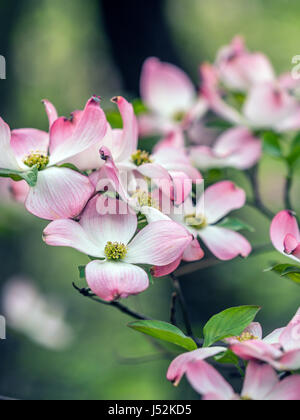 Cornus ist eine Gattung von Gehölzen in der Familie Cornales, allgemein bekannt als Hartriegel Stockfoto