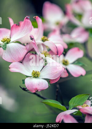 Cornus ist eine Gattung von Gehölzen in der Familie Cornales, allgemein bekannt als Hartriegel Stockfoto