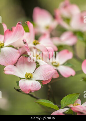 Cornus ist eine Gattung von Gehölzen in der Familie Cornales, allgemein bekannt als Hartriegel Stockfoto