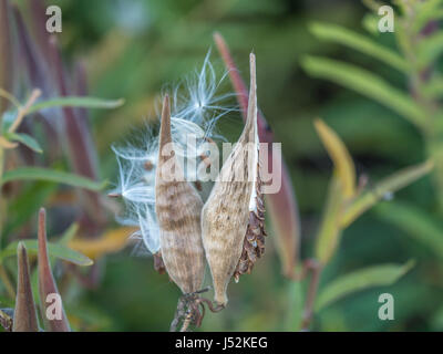 Asclepias 'Tuberosa' Asclepias Syriaca, gemeinhin als gemeinsame Wolfsmilch, Schmetterling Blume, Silkweed, seidigen Schwalbe-Scharte und Virginia Silkweed, ist ein s Stockfoto