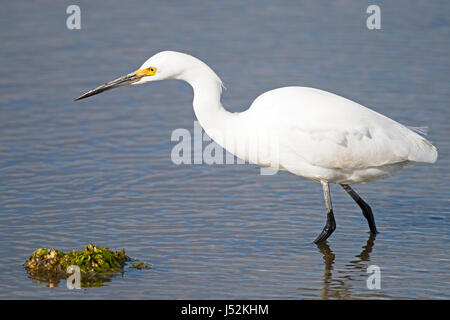 Snowy Egret Hunting Stockfoto