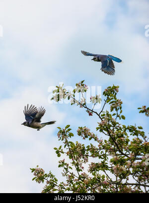 Zwei Blue Jay Vögel Mitte Flug über Blühender Apfelbaum Stockfoto