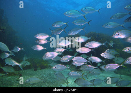 School of New Zealand Trevally Pseudocaranx Dentex über Sandboden mit Kelp Forest Ecklonia Radiata rund um und im Hintergrund. Stockfoto