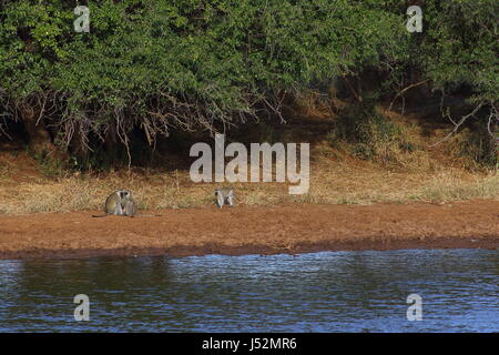 Eine Familie von Vervet Affen spielen knapp unterhalb der Baumgrenze neben einem Wasserloch im afrikanischen Busch Stockfoto