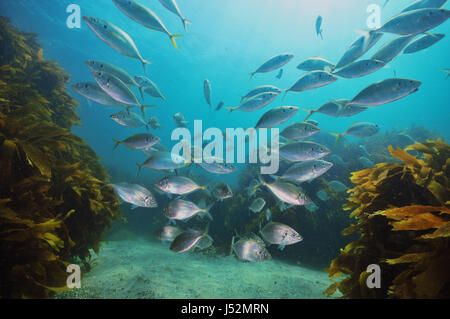 School of New Zealand Trevally Pseudocaranx Dentex über Sandboden mit Kelp Forest Ecklonia Radiata rund um und im Hintergrund. Stockfoto