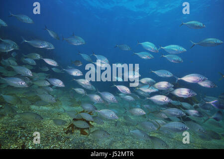 School of New Zealand Trevally Pseudocaranx Dentex über Sandboden mit Kelp Forest Ecklonia Radiata rund um und im Hintergrund. Stockfoto