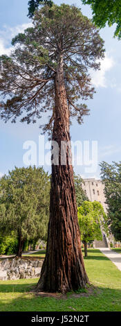 Giant Sequoia voll Stockfoto