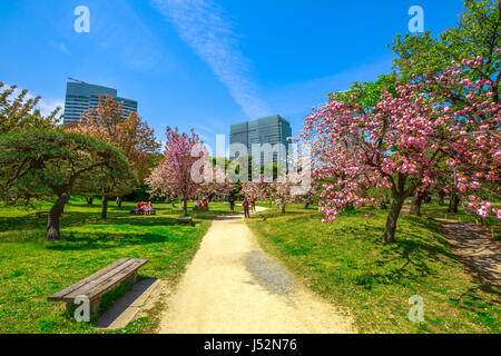 Garten Sakura Tokio Stockfoto