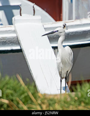 Seidenreiher Egretta garzetta Wild Bird stand am Schleifring plank der hölzernen River Boat mit Gras im Vordergrund Stockfoto