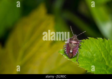Kleine braune Stink Bug ruht auf einem Blatt. Stockfoto