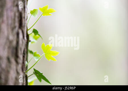 Frühlings-Ahorn Blätter sprießen aus einem Baumstamm Stockfoto