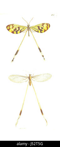 Bild entnommen Seite 219 von "The Zoological Miscellany; werden Beschreibungen der neue oder interessante Tiere Stockfoto