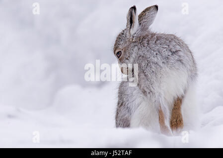 Schneehase (Lepus Timidus) Pflege Stockfoto