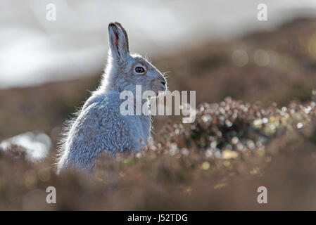 Seite beleuchtet Schneehase im Profil (Lepus Timidus) Stockfoto