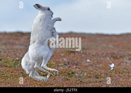 Berg-Hasen-Boxen (Lepus Timidus) Stockfoto