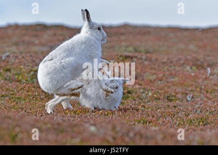 Berg-Hasen-Boxen (Lepus Timidus) Stockfoto