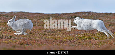 Schneehasen jagen einander (Lepus Timidus) Stockfoto