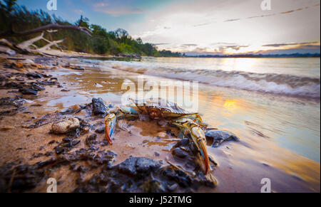 Maryland blaue Krabbe Ruhe am Strand im Vordergrund bei Sonnenuntergang an der Chesapeake Bay in Maryland Stockfoto